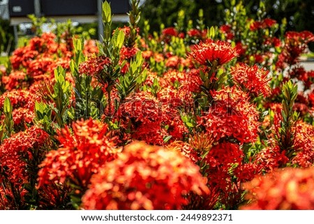 Ixoria chinese reddish tropical flower with parts in foci and blurred areas in outdoor planting Reddish