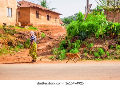 Iyora, Edo/Nigeria - December 20 2019: local breed dog walking behind a its owner out on the street in a small local village