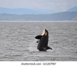 J40 Suttles, a young orca from J-Pod of the Southern Resident Community of orcas, breaches in Haro Strait.