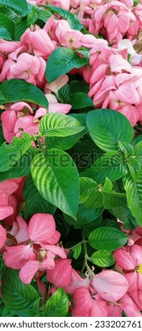 jaba flower, Green leaves and red flowers really beautiful Phono's wall paper ,