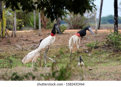 78 Jabiru babies Images, Stock Photos & Vectors | Shutterstock