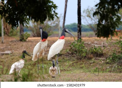 78 Jabiru babies Images, Stock Photos & Vectors | Shutterstock