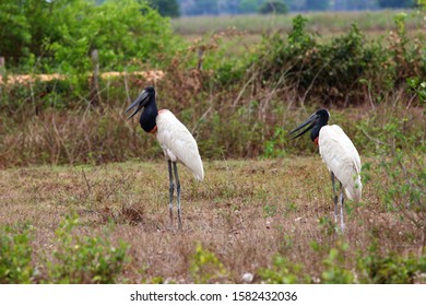 78 Jabiru babies Images, Stock Photos & Vectors | Shutterstock