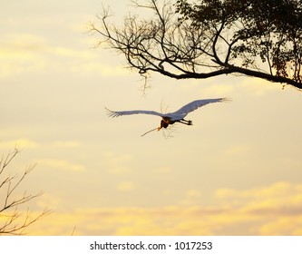 Jabiru stork flying at the sunset, Pantanal, Brazil