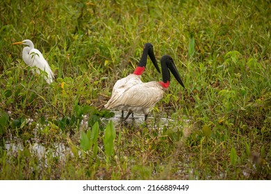 2,638 Brazilian habitat Images, Stock Photos & Vectors | Shutterstock