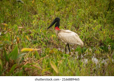 2,638 Brazilian habitat Images, Stock Photos & Vectors | Shutterstock