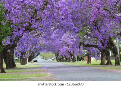 Purple Jacaranda Tree Images Stock Photos Vectors Shutterstock