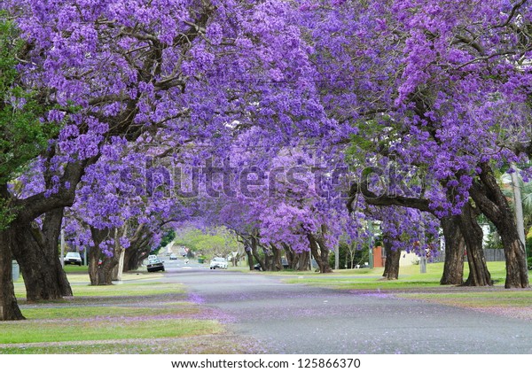 Jacaranda Stock Photo 125866370 Shutterstock Jacaranda Stock Photo 125866370 Shutterstock