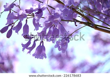 Jacaranda Flowers