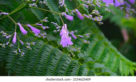 Jacaranda Mimosifolia Blossoms Green Leaves Stock Photo 2154625409 ...