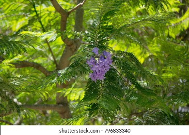 Jacaranda Mimosifolia,  Jacaranda, Blue Jacaranda, Black Poui,  The Fern Tree