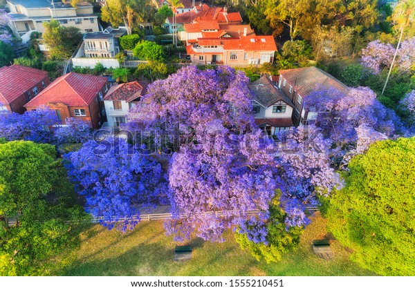 Jacaranda street in Sydney\
wealthy suburb Kirribilli in springtime season of lush blossoming\
of violet trees near local green park - elevated aerial view over\
houses.