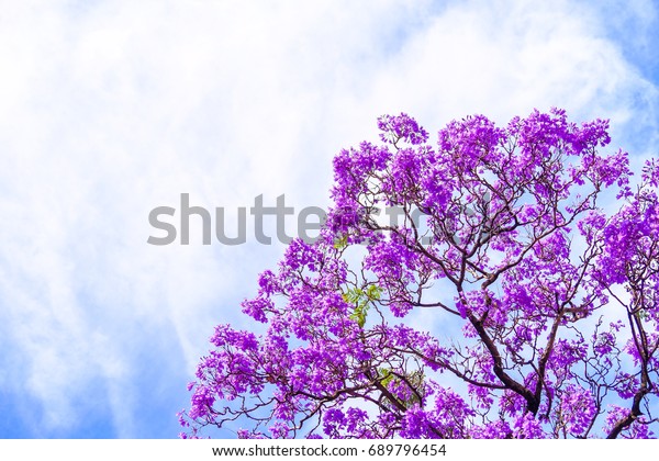 ジャカランダの木は南オーストラリアのアデレードで咲く の写真素材 今すぐ編集