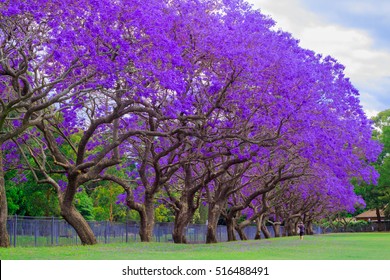 jacaranda tree at full bloom at kogarah, australia 