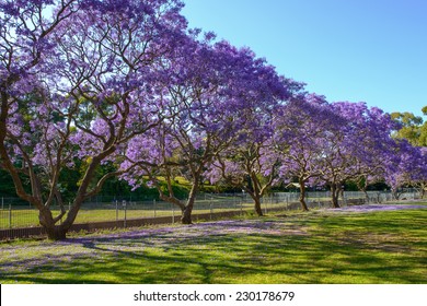 Jacaranda Tree Images Stock Photos Vectors Shutterstock