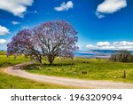 Jacaranda tree in upcountry Kula with stunning view and lush meadow.