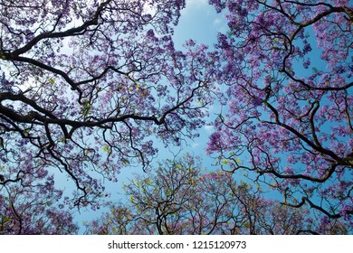 Jacaranda Trees Bloom In Johannesburg, South Africa