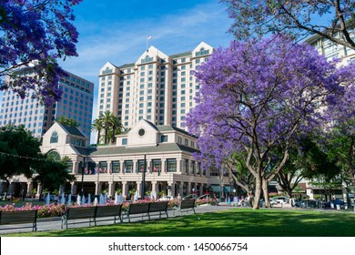 Jacaranda Trees Bloom On Plaza De Cesar Chavez Plaza With Iconic Fairmont Hotel In Background  In Downtown Of Silicon Valley Largest City- San Jose, California, USA - June 16, 2019