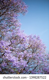 Jacaranda Trees In Bloom In South Africa