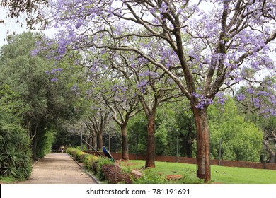 Jacaranda Trees In Blossom, South Africa