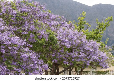 Jacaranda Trees In Full Bloom In Franschhoek, South Africa