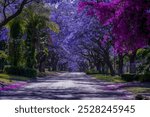 Jacaranda trees in full bloom lined in a pretoria street