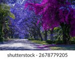 Jacaranda trees in full bloom lined in a pretoria street