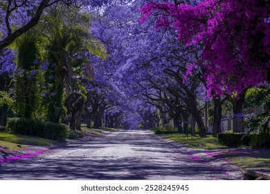 Jacaranda trees in full bloom lined in a pretoria street