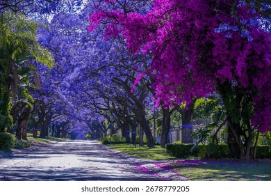 Jacaranda trees in full bloom lined in a pretoria street