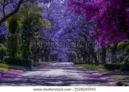 Jacaranda trees in full bloom lined in a pretoria street
