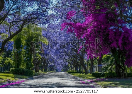Jacaranda trees in full bloom lined in a pretoria street