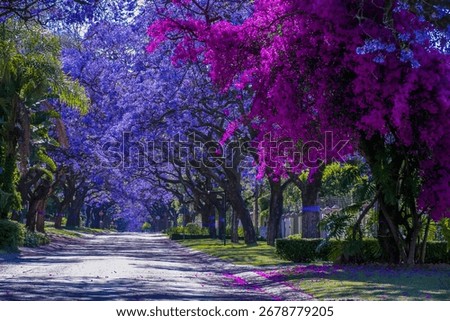Jacaranda trees in full bloom lined in a pretoria street