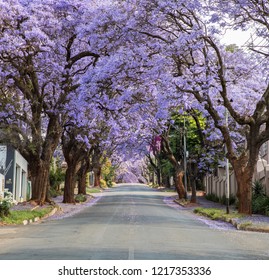 Jacaranda Trees In Johannesburg