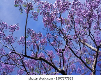 Jacaranda Trees On The Blue Sky Background In Sydney, Australia