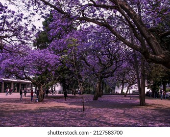 Jacaranda Trees On The Campus Of The National Autonomous University Of Mexico (UNAM) During Spring