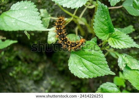Jacintha Eggfly Caterpillar climbing and eating leaf animal behavior