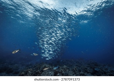 Jack fish form a dramatic tornado-shaped school in clear blue water, creating a striking underwater scene. Ideal for marine wildlife, diving, and ocean visuals.