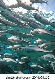 Jack Fish Found Malaysians Island Regionjack Stock Photo 2048656118 ...