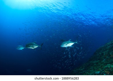 Jack Fish Or Mackerels Hunting Small Bait Fish In Blue Water. Underwater Image Taken Scuba Diving In Komodo, Indonesia