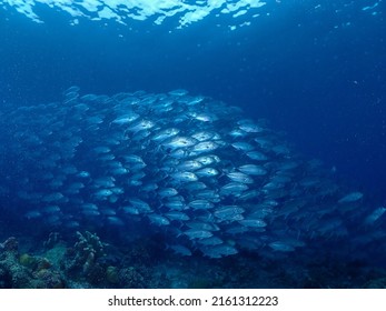  Jack Fish Swimming In The Ocean