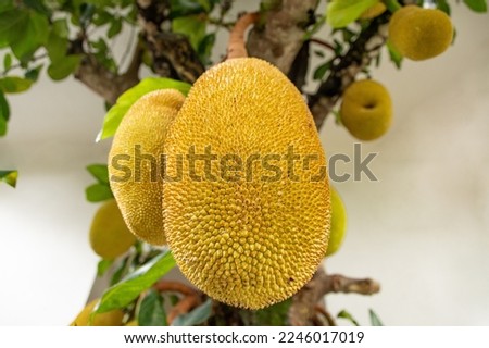 Jack fruit on a tree. White wall in the background