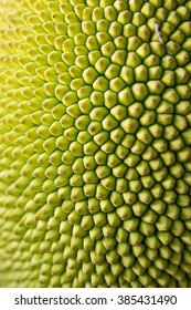 Jack Fruit Surface 