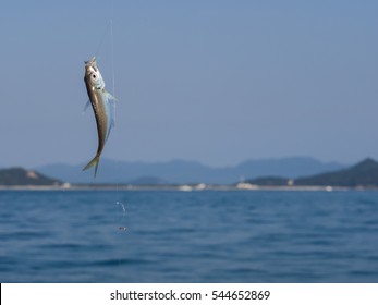 Jack Mackerel On Fishing Hook