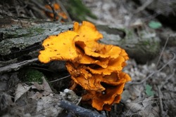 Jack O Lantern Mushroom Growing At Or Near The Base Of A Dead Decaying Tree. 