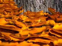 Jack O Lantern Mushrooms, Close Up. A Close Up Of A Large Cluster Of Orange Jack O Lantern Mushrooms Growing Near A Dead Tree Stump.