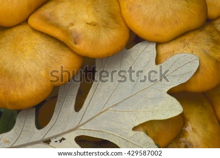 Jack 'O Lantern Mushrooms grow profusely at Swallow Cliff Forest Preserve in the Palos Region of Cook County, Illinois
