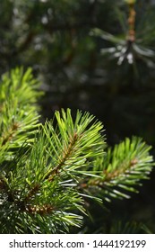 Jack Pine Branch - Latin Name - Pinus Banksiana