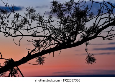 Jack Pine Branches At Sunrise 