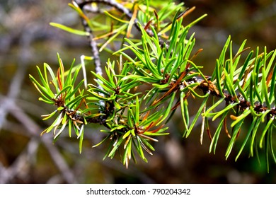 Jack Pine Close-up