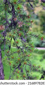 Jack Pine (Pinus Banksiana) Is An Eastern North American Pine. 